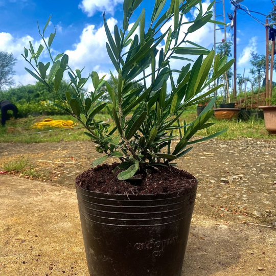 Cây Giống Xáo Tam Phân (LIÊN HỆ)
